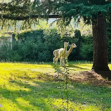 בית נופש Kaliazo - Riverfront Alpaca Experience
