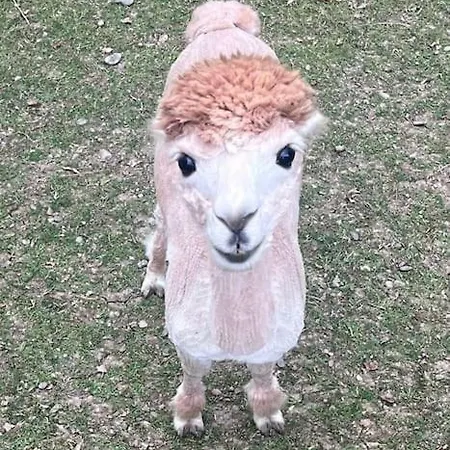 Kaliazo - Riverfront Alpaca Experience Hébergement de vacances *