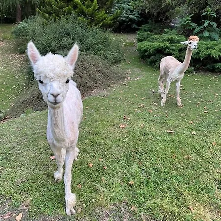 Kaliazo - Riverfront Alpaca Experience Nyaraló
