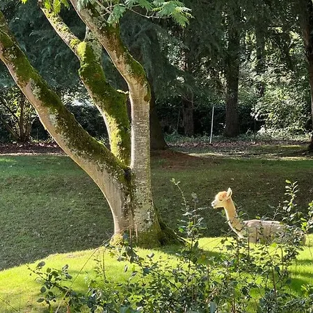 Kaliazo - Riverfront Alpaca Experience *