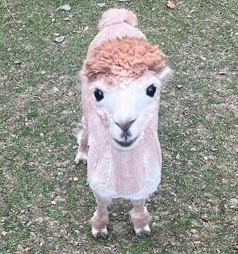 Kaliazo - Riverfront Alpaca Experience Vakantiehuis *