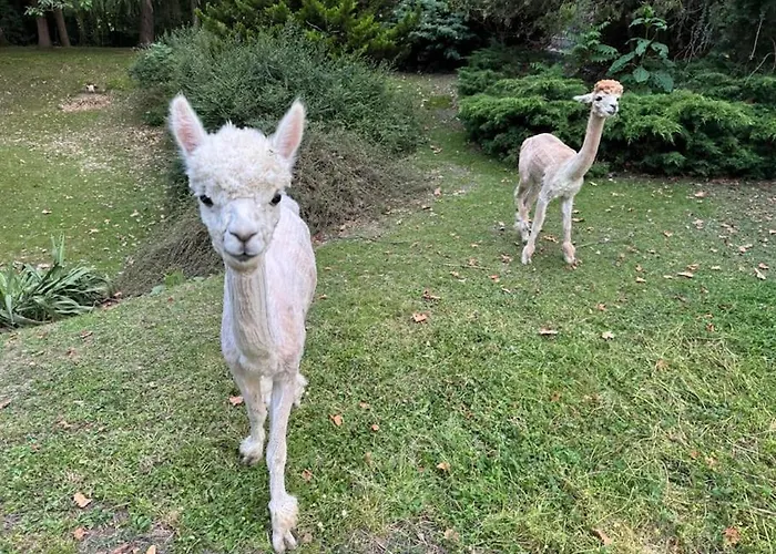 Kaliazo - Riverfront Alpaca Experience Vakantiehuis