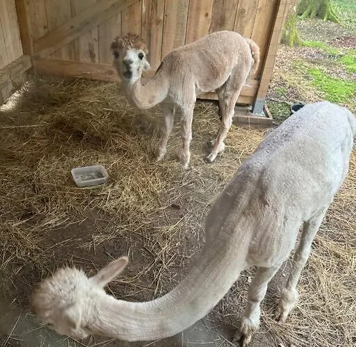 Kaliazo - Riverfront Alpaca Experience Vakantiehuis *