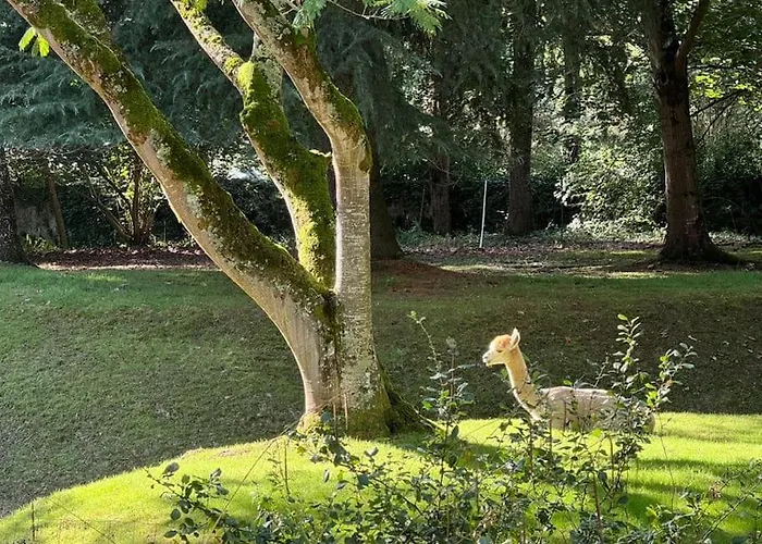 Kaliazo - Riverfront Alpaca Experience *