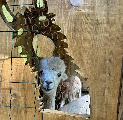 Kaliazo - Riverfront Alpaca Experience Arnaud-Guilhem