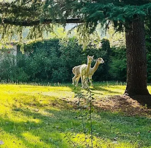 Vakantiehuis Kaliazo - Riverfront Alpaca Experience